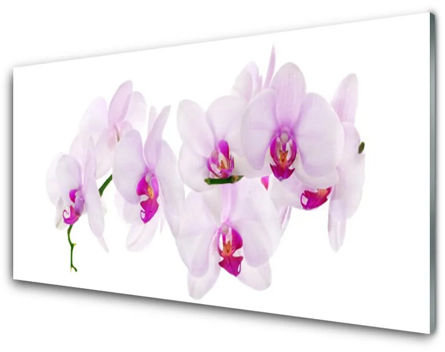 Obraz plexi Kvety rastlina príroda 100x50cm