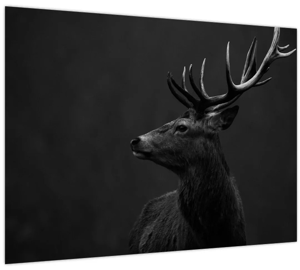 Sklenený obraz - Portrét jeleňa (70x50 cm)