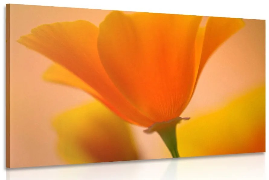 Obraz nádherná kvetina Varianta: 120x80