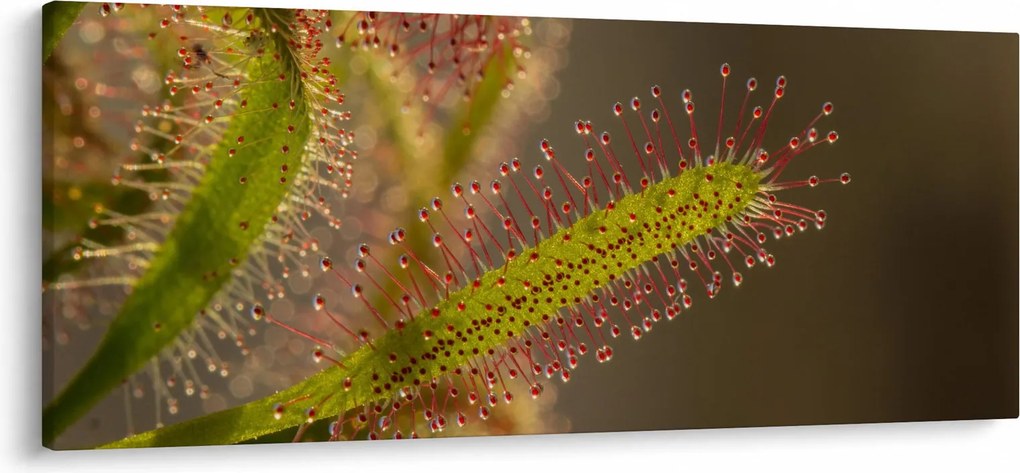 Obraz rastliny (120x50 cm)