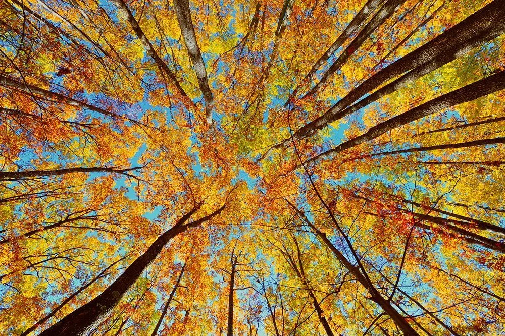 Fototapeta koruny stromov v jesenných farbách