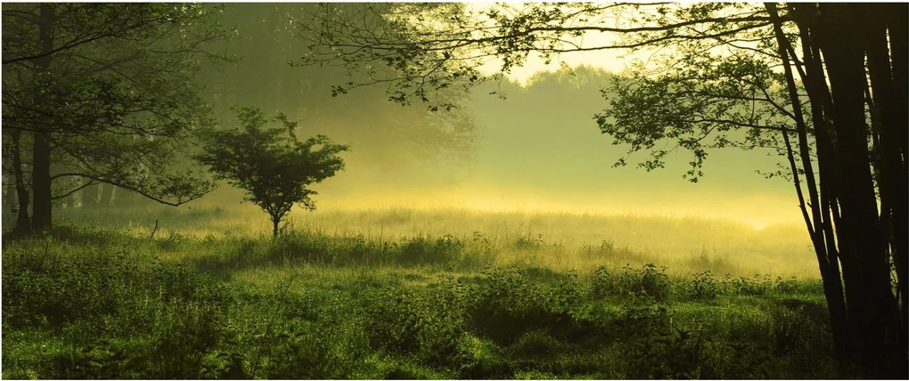 Obraz - Prebúdzajúci sa les (120x50 cm)