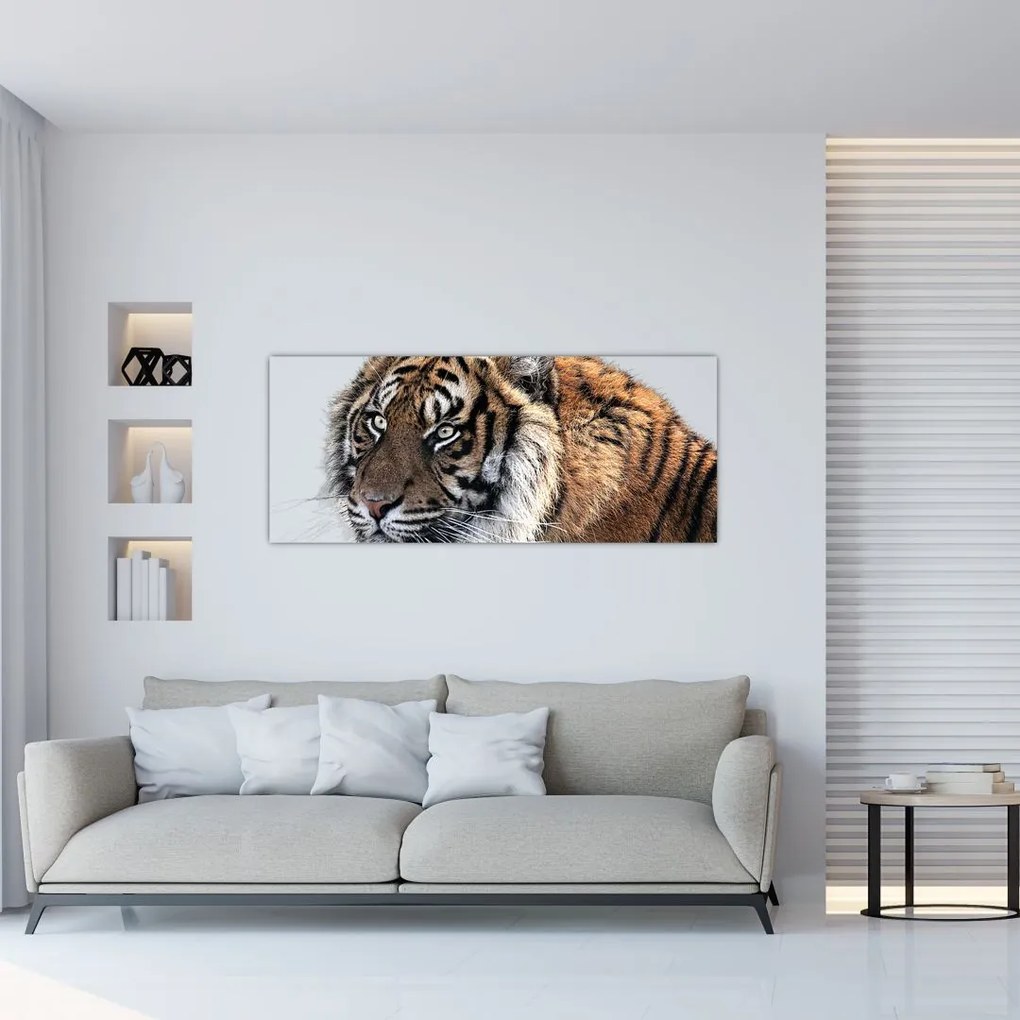 Obraz tigra (120x50 cm)