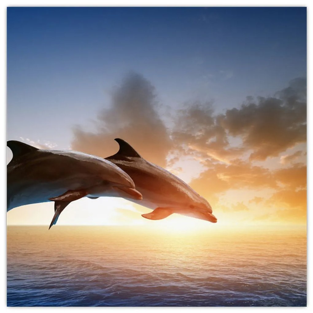 Delfíny - obraz