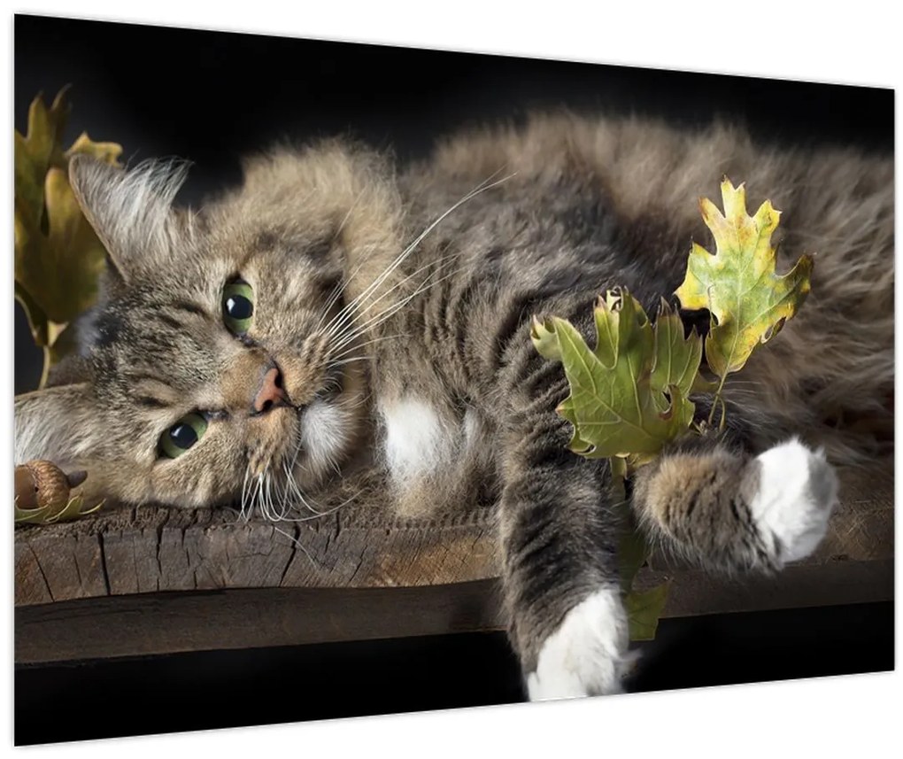 Obraz - Ležiaca mačka (90x60 cm)