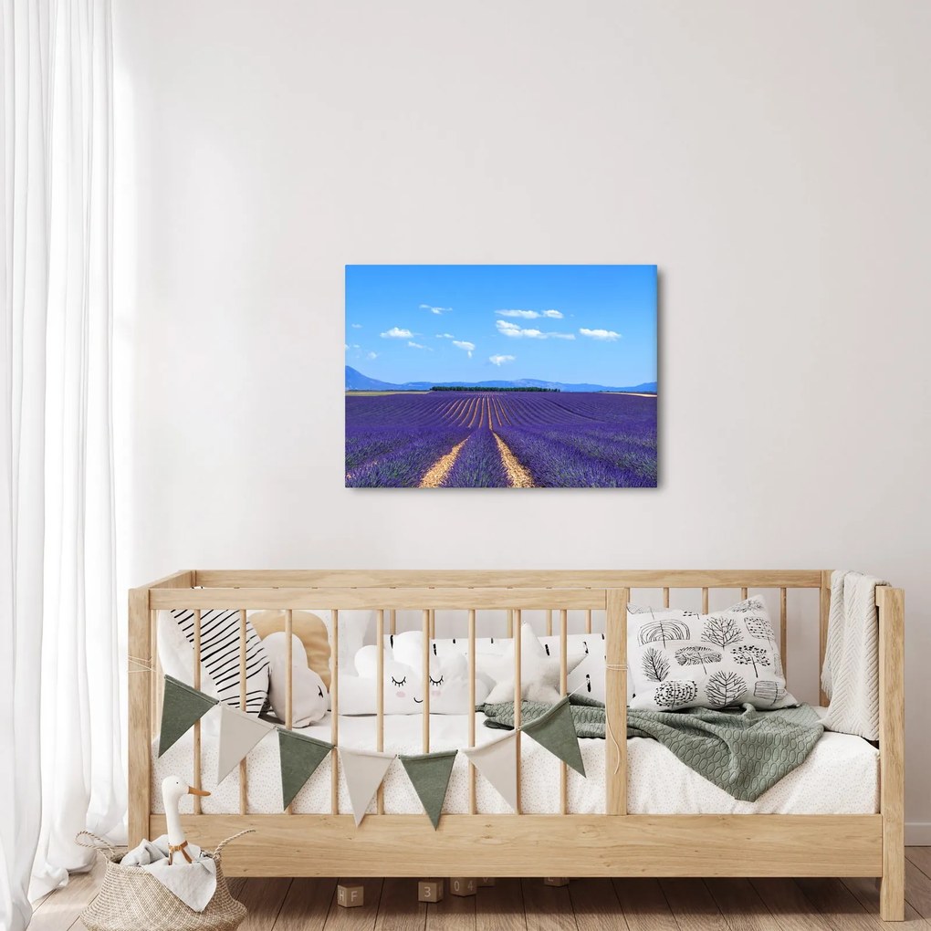 Obraz - Levanduľové pole (70x50 cm)