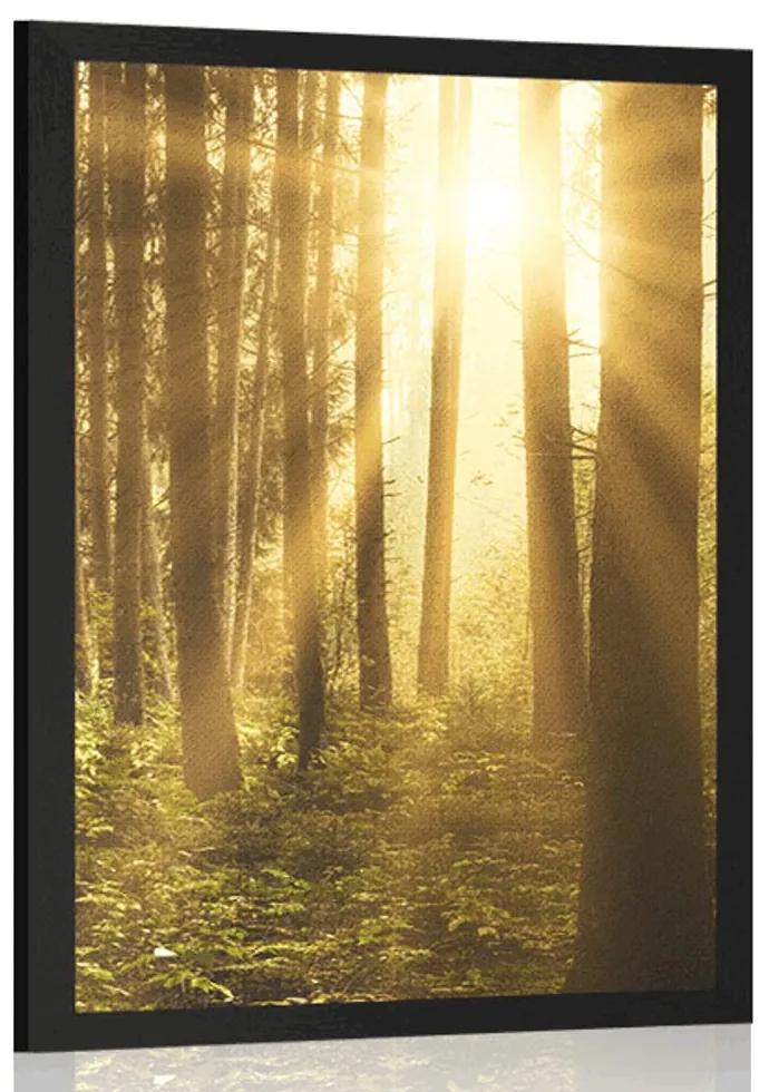 Plagát východ slnka v lese - 30x45 black