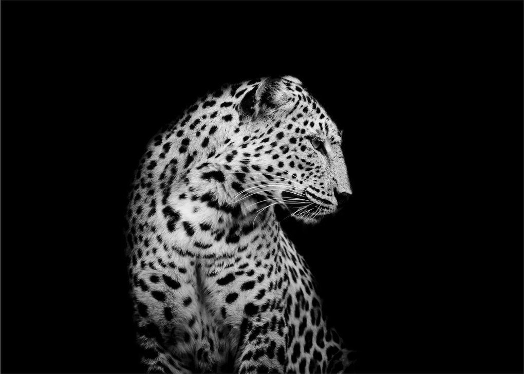 Sklenený obraz - Leopard (70x50 cm)