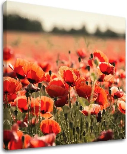 Obraz na stenu KVETY KV097E12 - 70x70 cm