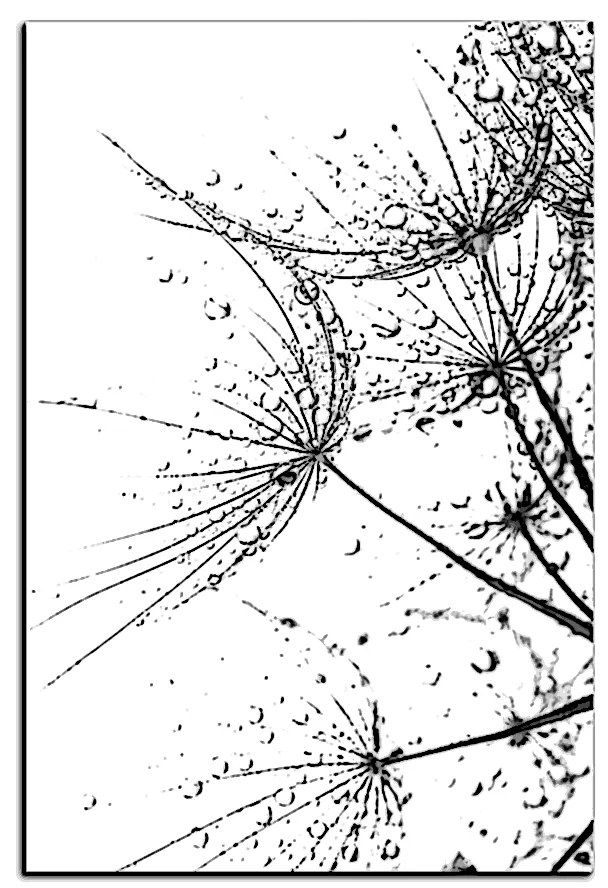 Obraz na plátne - Pampeliškové semienka s kvapkami vody - obdĺžnik 7202QA (60x40 cm)