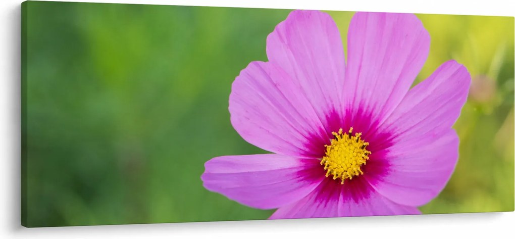Obraz - lúčna kvetina (120x50 cm)