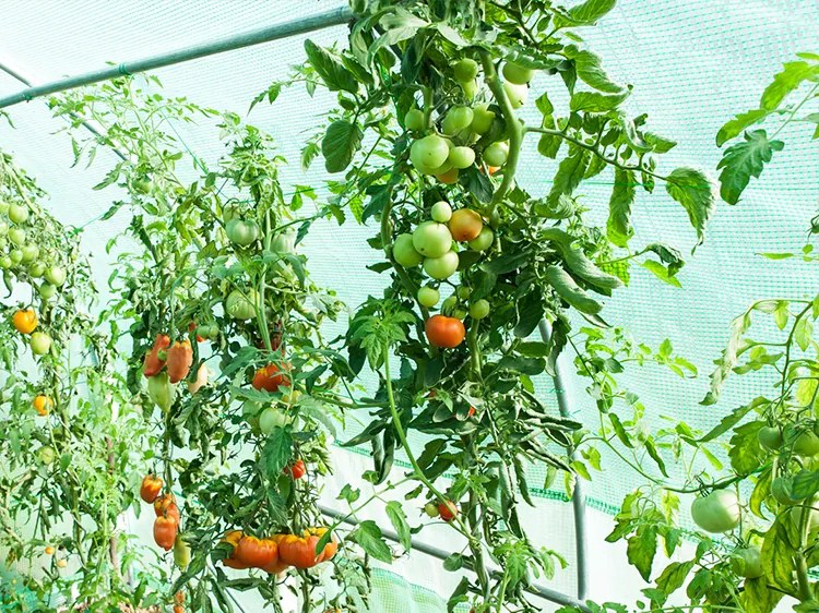 Bestent Záhradný fóliovník 2,5x4m s UV filtrom PROFI Garden