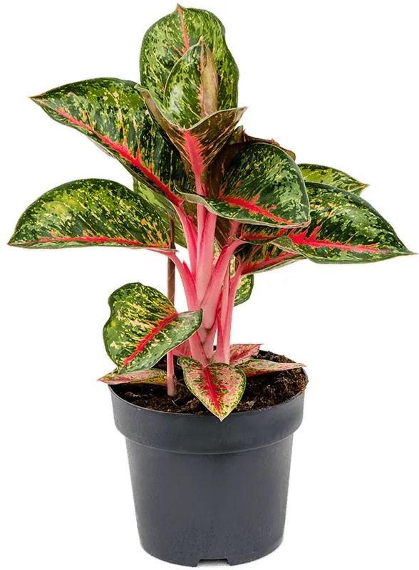 Aglaonema Paradise red 19x50 cm