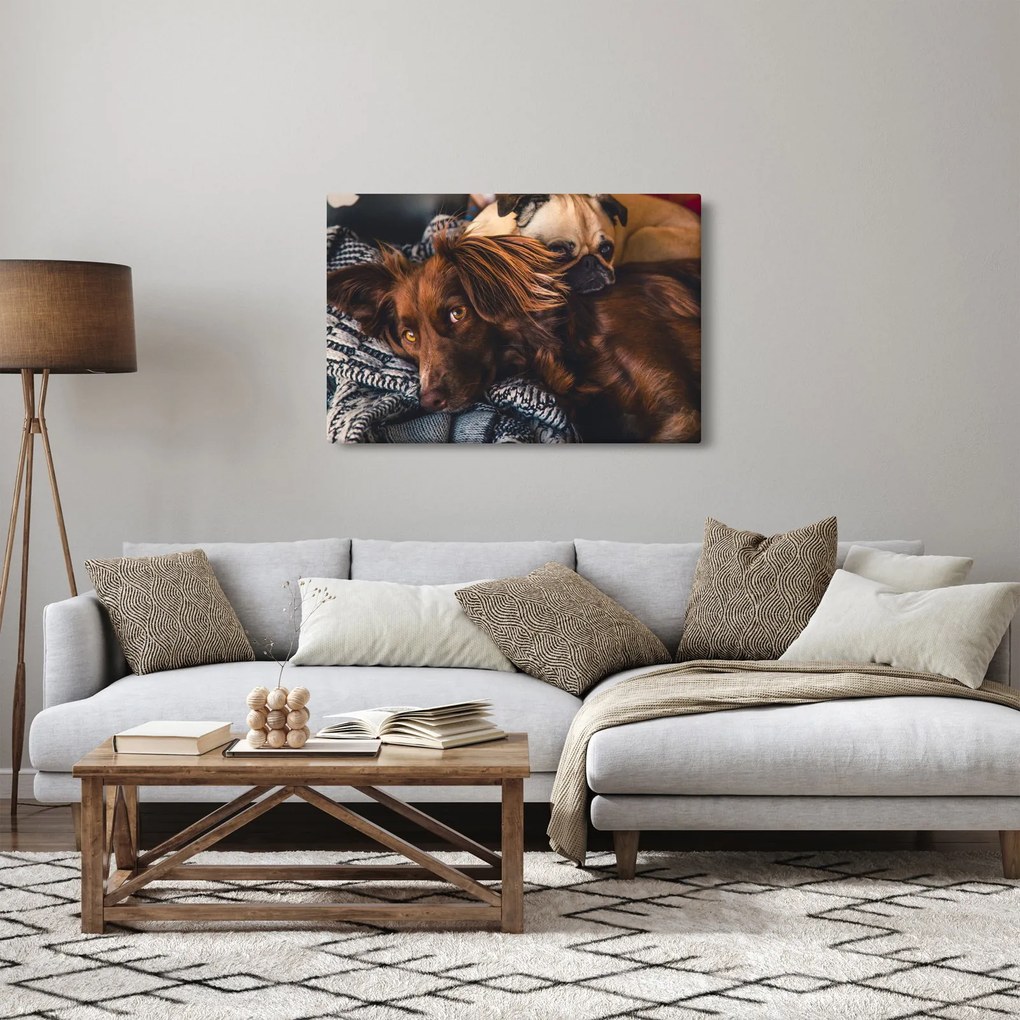 Obraz ležiacich psov (90x60 cm)