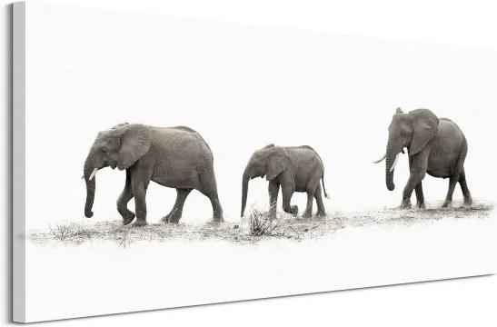 Obraz na plátne Púť slonov Moreno Mario 100x50cm WDC93166