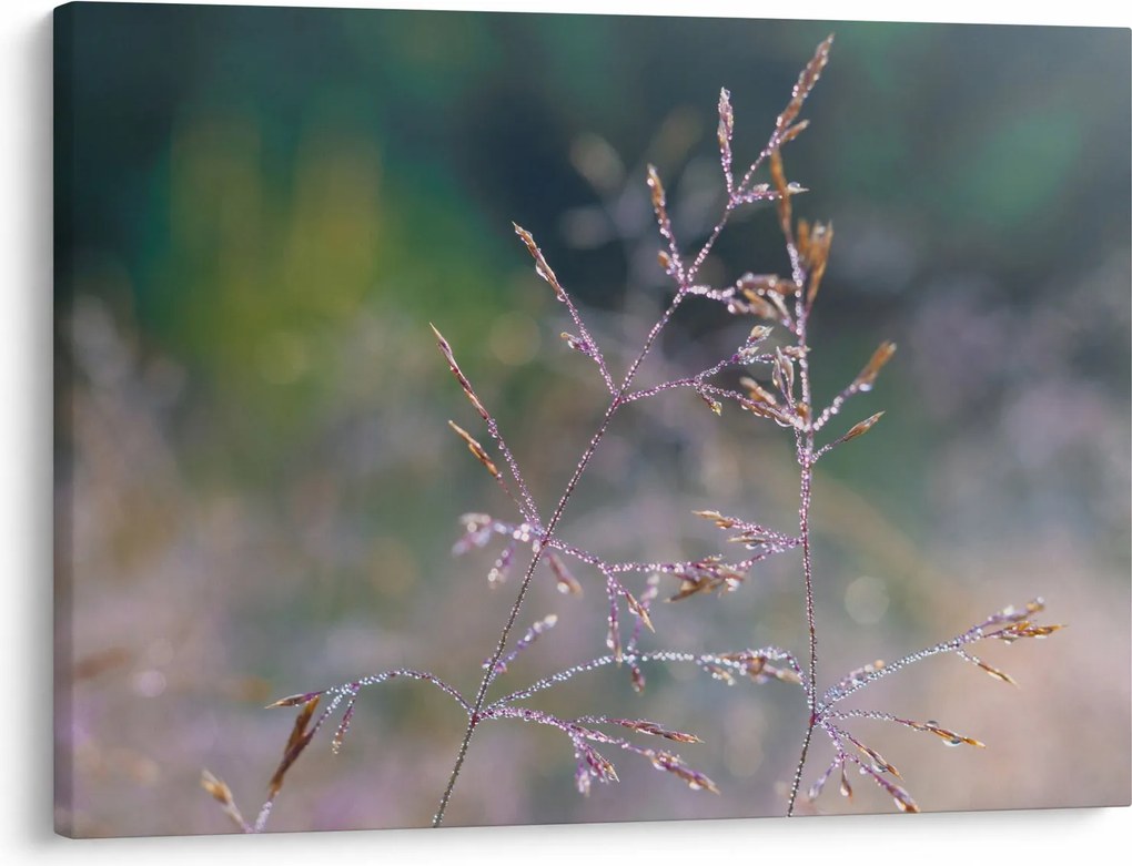 Obraz - Detail traviny (70x50 cm)