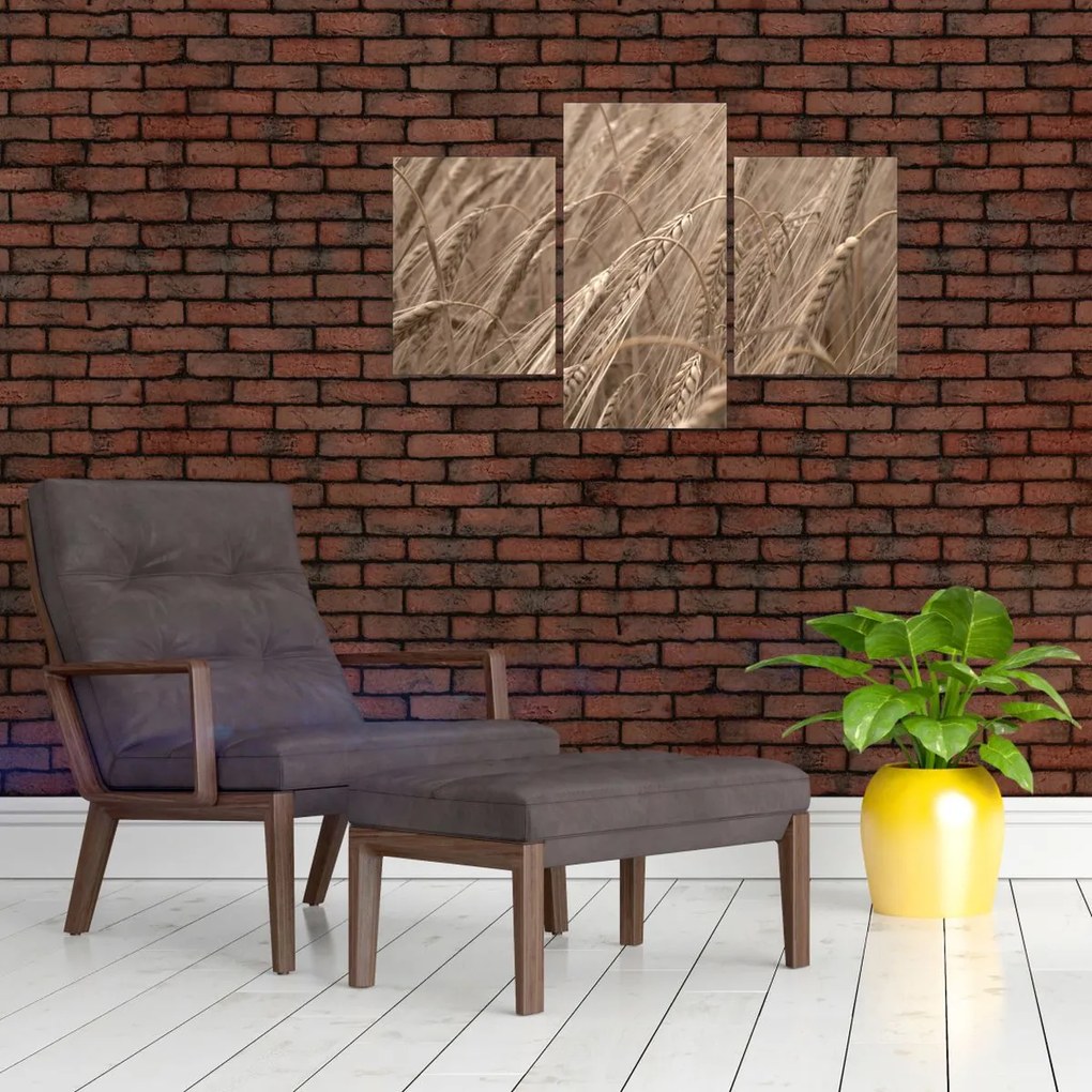 Obraz - Zlaté pole (90x60 cm)