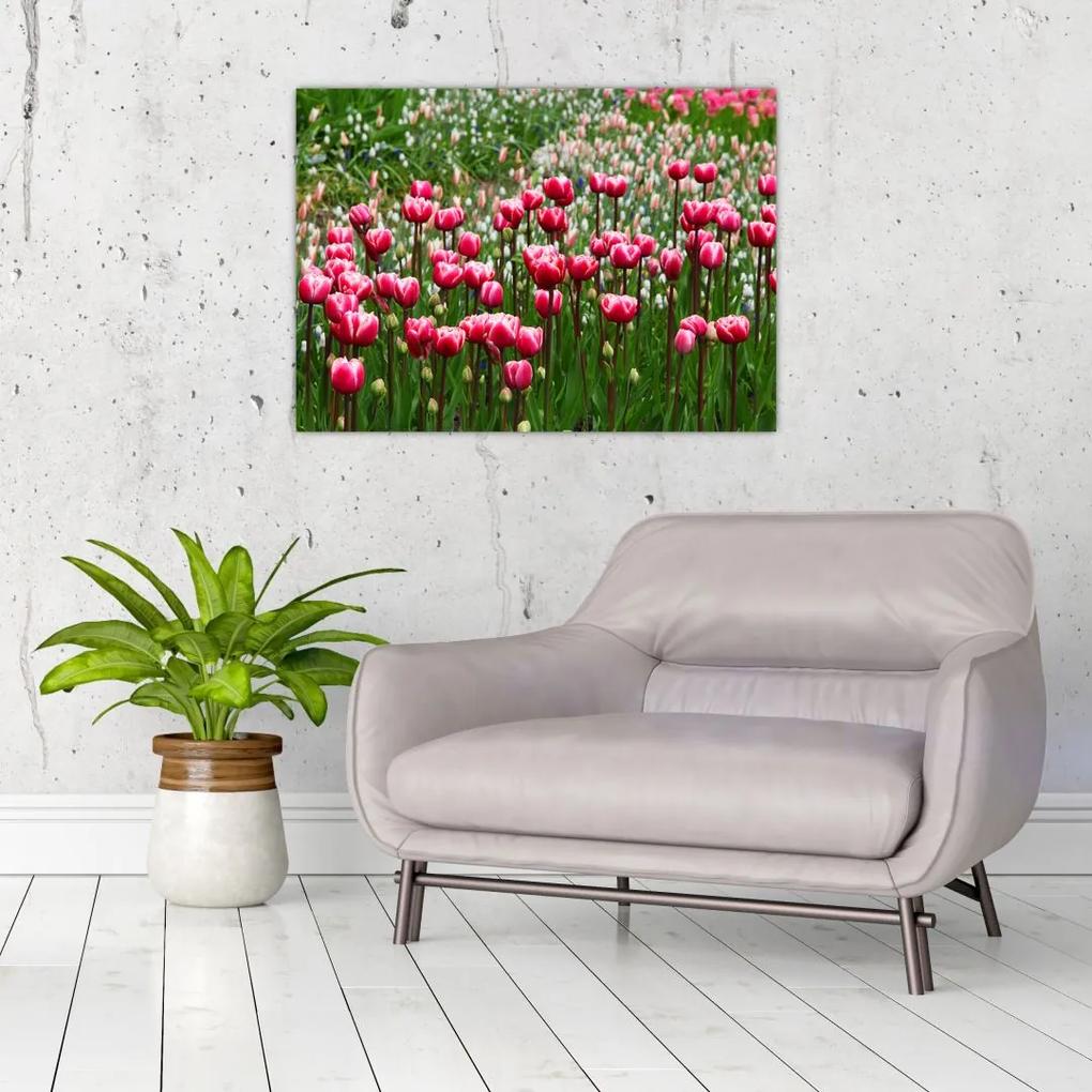 Sklenený obraz tulipánov (70x50 cm)
