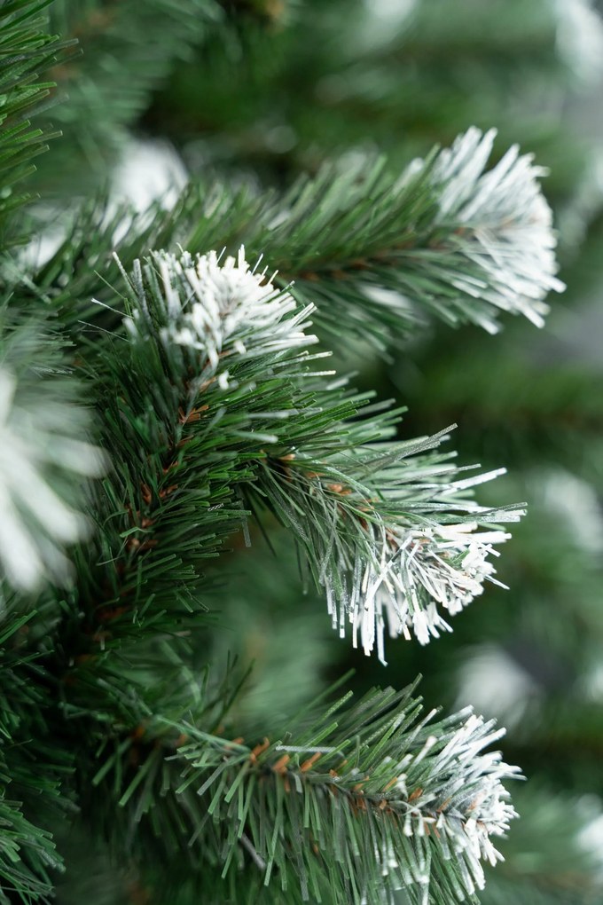 Limpol Jedľa Beata 2,20 m