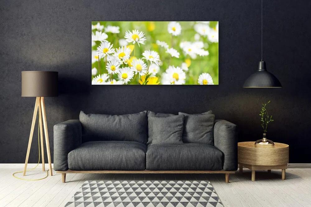 Obraz plexi Sedmokráska kvet rastlina 120x60 cm