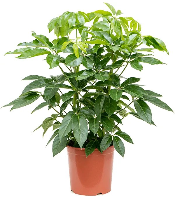 Schefflera actinophylla 'Amate' tuft 30x120 cm