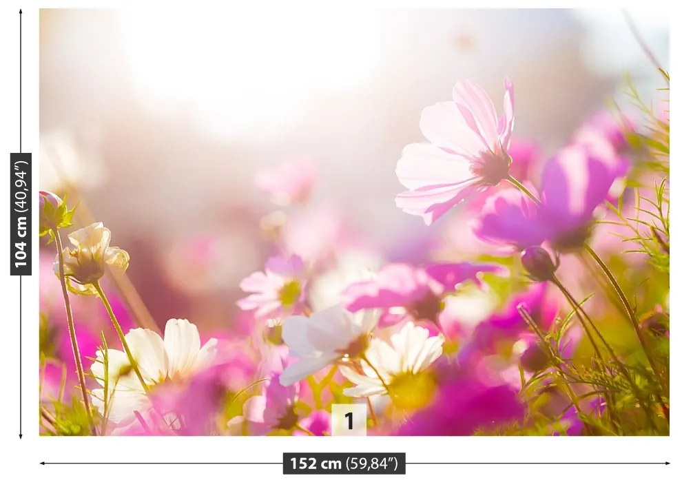 Fototapeta Vliesová Sedmokrásky kvety 104x70 cm