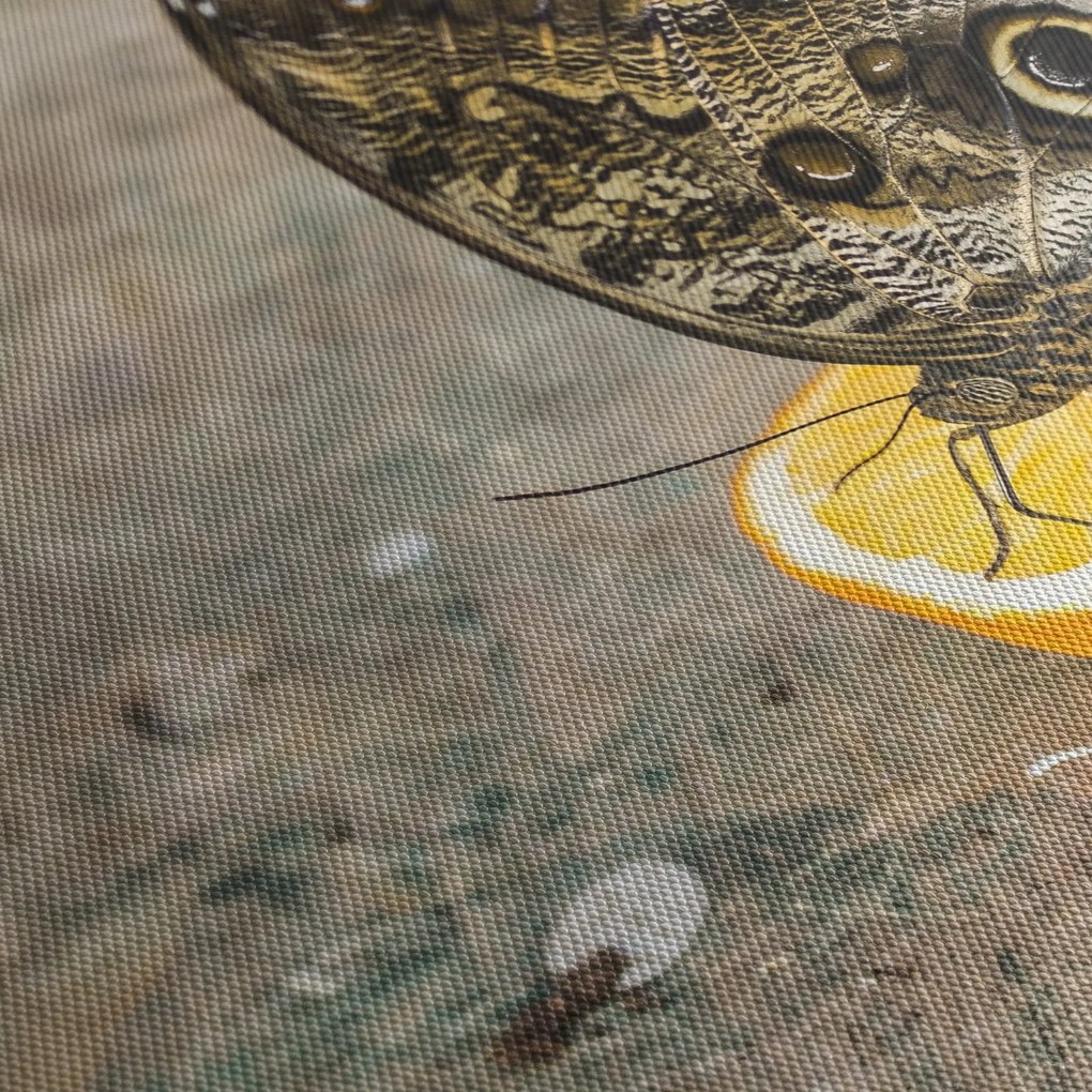 Obraz motýľa (70x50 cm)