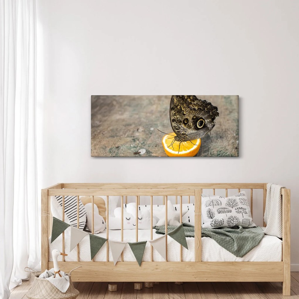 Obraz motýľa (120x50 cm)