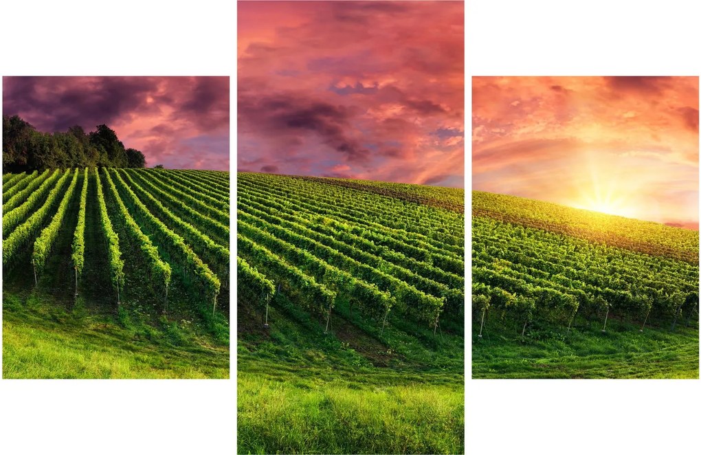 Obraz vinice s farebným nebom (90x60 cm)