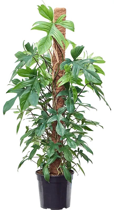 Philodendron 'Florida Beauty' On moss-pole 150 cm 30x140 cm