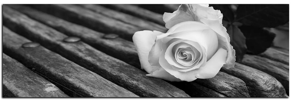 Obraz na plátne - Biela ruža na lavici - panoráma 5224QA (105x35 cm)