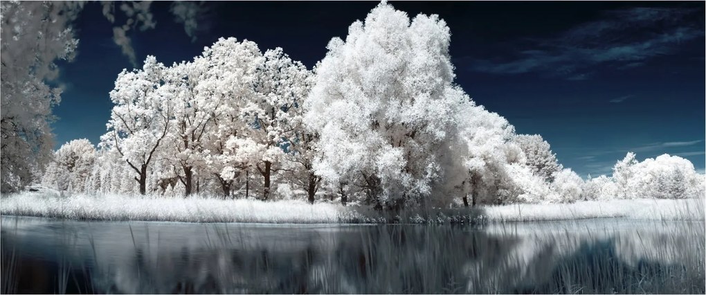 Obraz - Snehobiele stromy (120x50 cm)