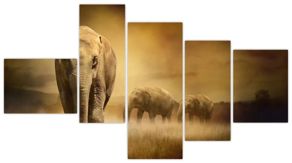 Obraz slona