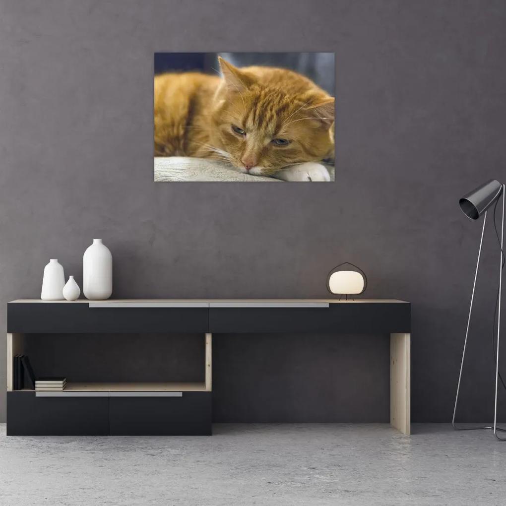 Sklenený obraz mačky (70x50 cm)