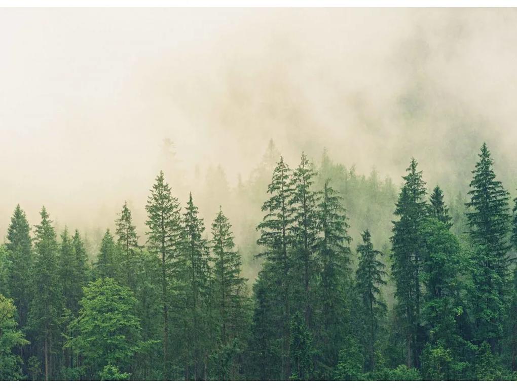 Fototapeta na stenu Forest fog