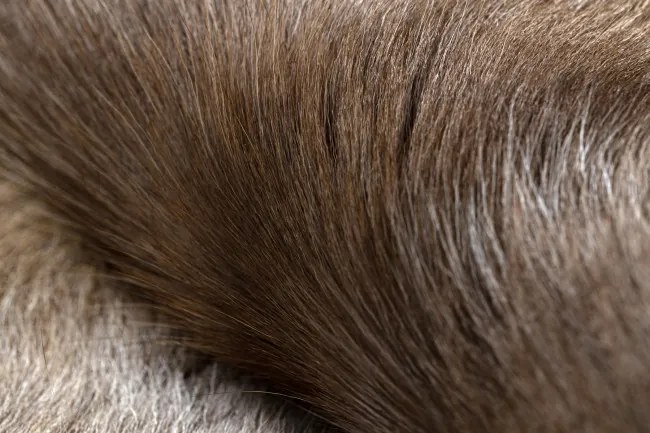 Koberec RENIFER POK009 PREMIUM hnedý / sivý