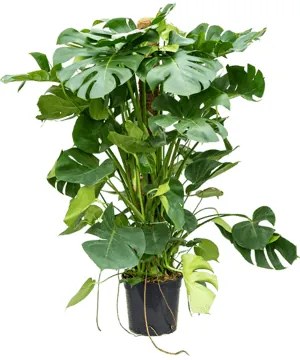 Monstera deliciosa on moss-pole 150 cm 30x130 cm