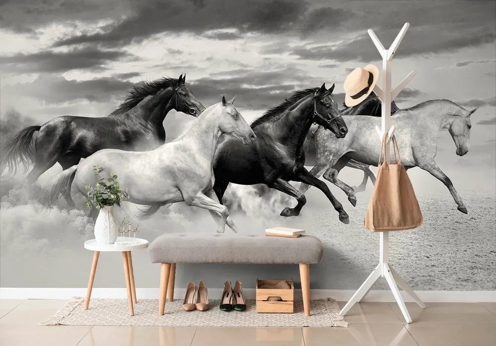 Samolepiaca tapeta čiernobiele stádo koní - 225x150