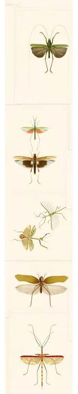 MINDTHEGAP Entomology - tapeta