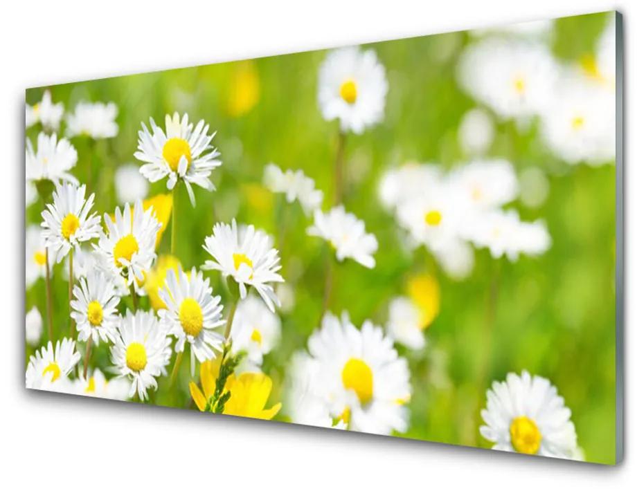 Skleneny obraz Sedmokráska kvet rastlina 120x60 cm