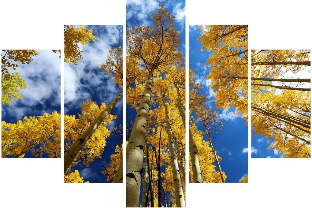Obraz - Aspen (150x105 cm)