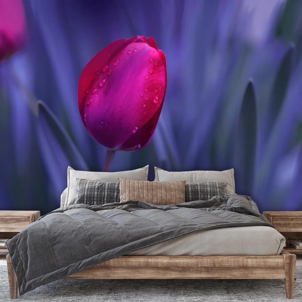 Fototapeta - Tulipán (147x102 cm)