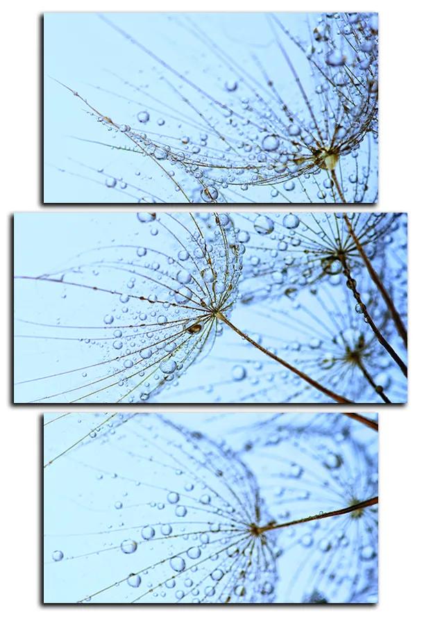 Obraz na plátne - Pampeliškové semienka s kvapkami vody - obdĺžnik 7202C (105x70 cm)