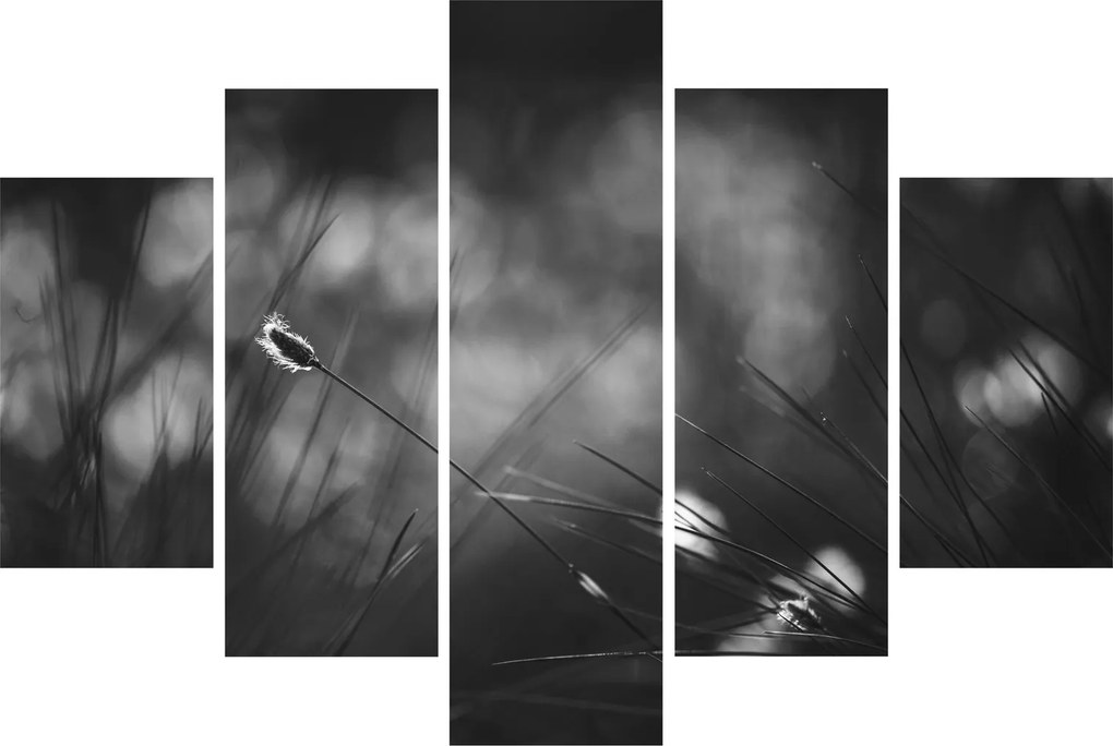 Obraz - Lúčna tráva (150x105 cm)