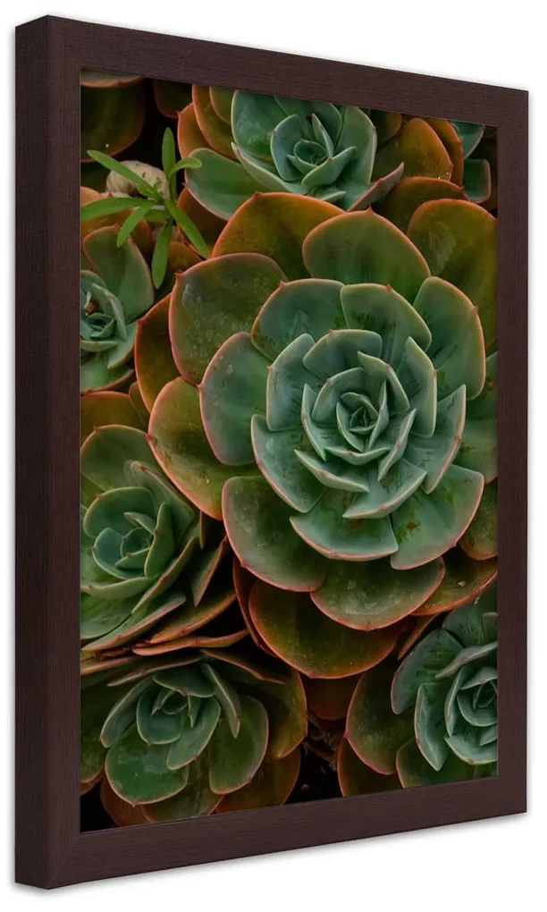 Gario Plagát Dekoratívne sukulenty Farba rámu: Bez rámu, Rozmery: 30 x 45 cm