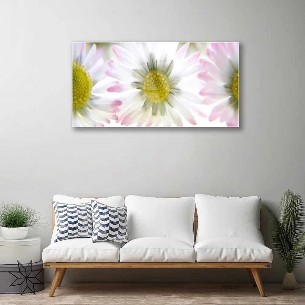 Obraz na skle Sedmokráska rastlina príroda 100x50 cm