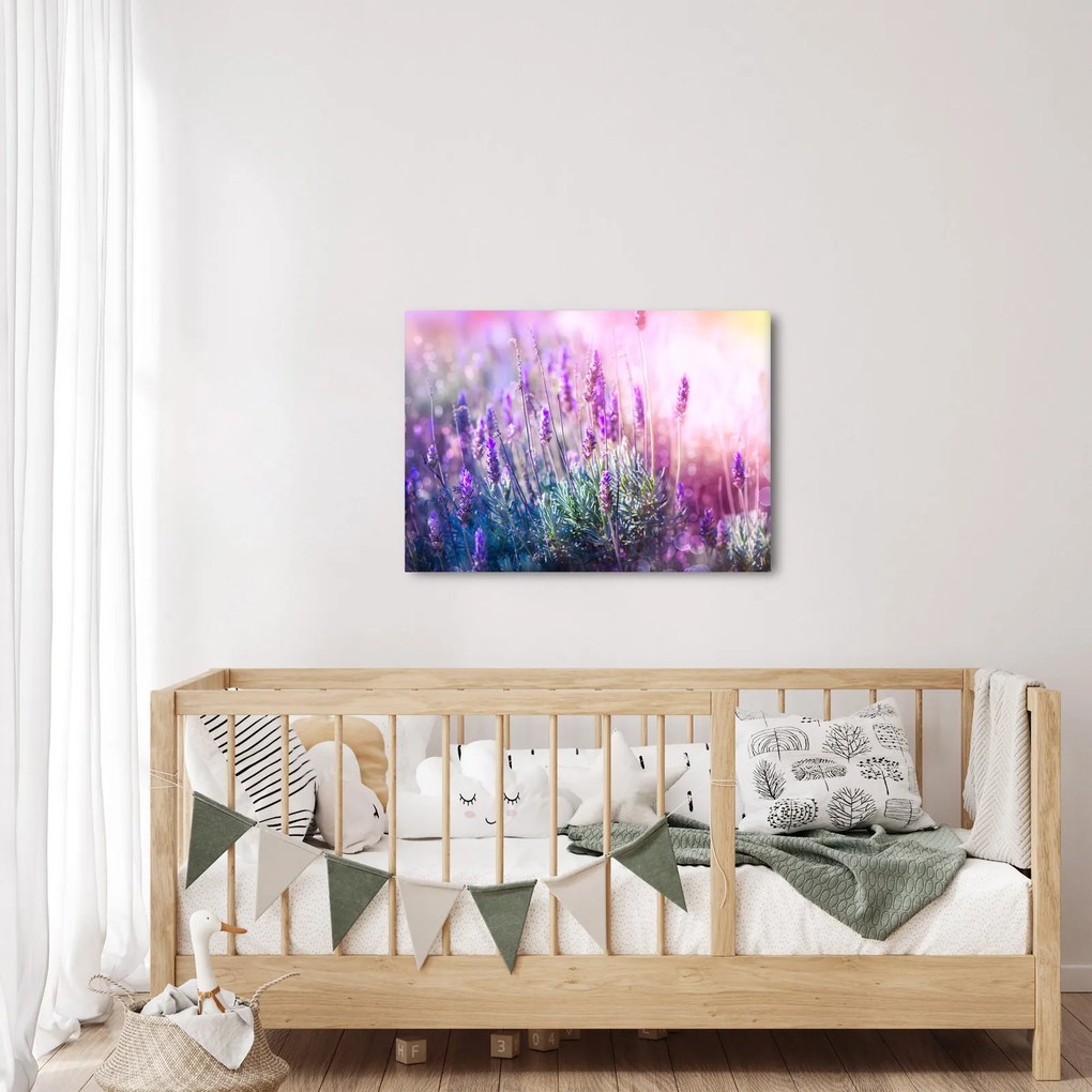 Obraz - Levanduľa vo trblietania slnka (70x50 cm)