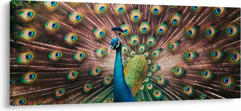 Obraz - Páv (120x50 cm)