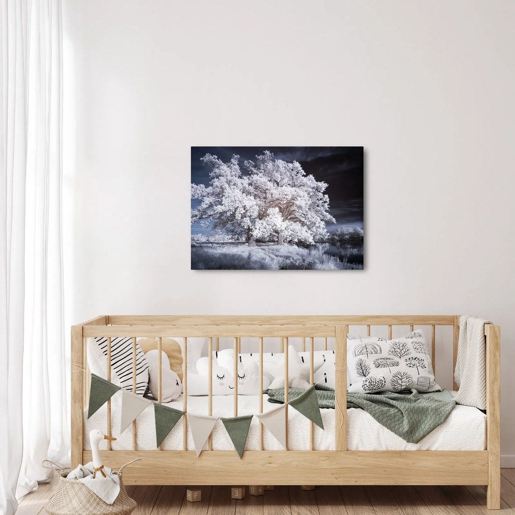 Obraz - Snehobiely strom (70x50 cm)