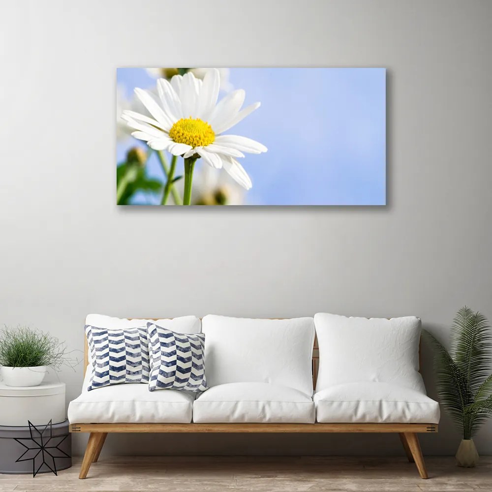 Obraz Canvas Sedmokráska rastlina príroda 140x70 cm